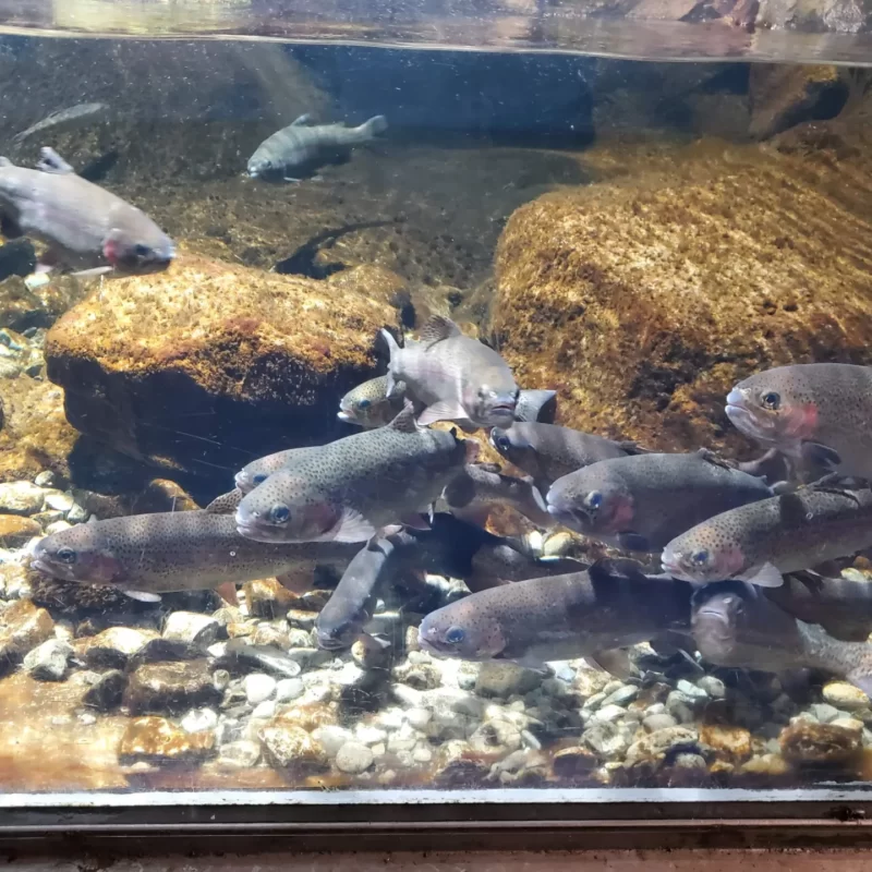 鴨川シーワールドの水槽の中の魚