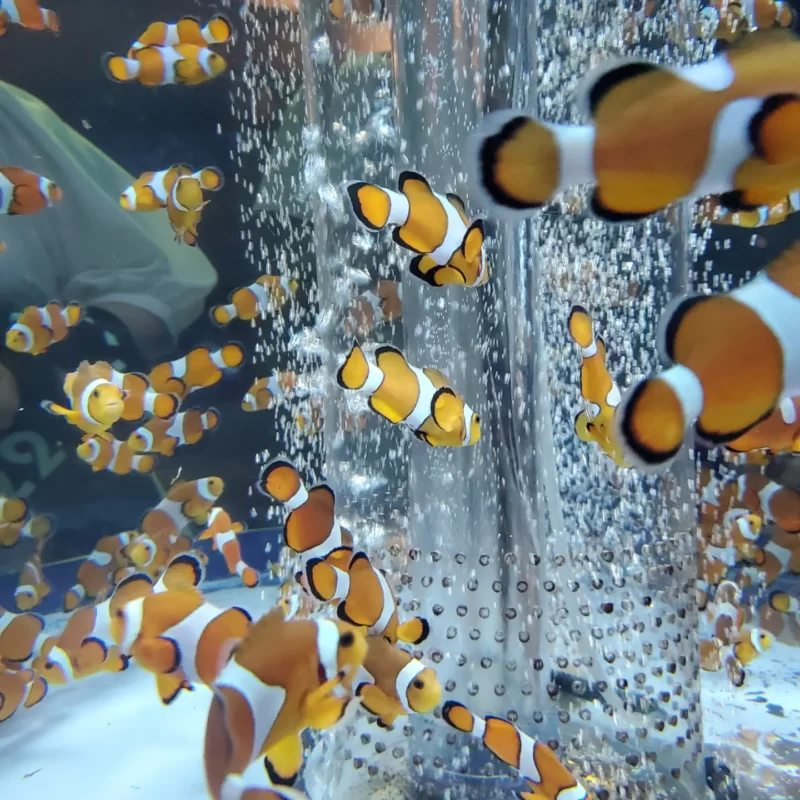 鴨川シーワールドの水槽の中を泳ぐ熱帯魚