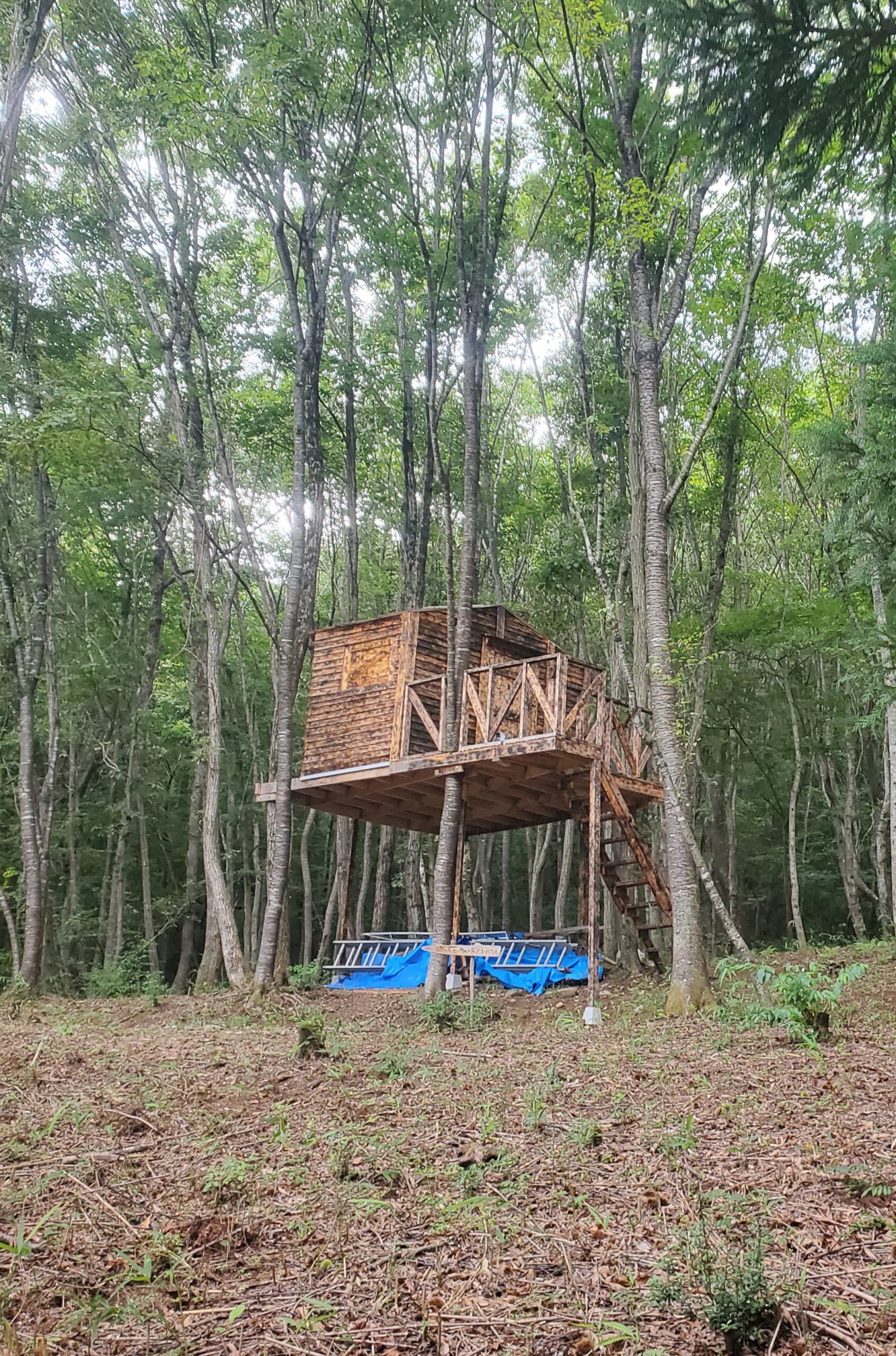 tree-house